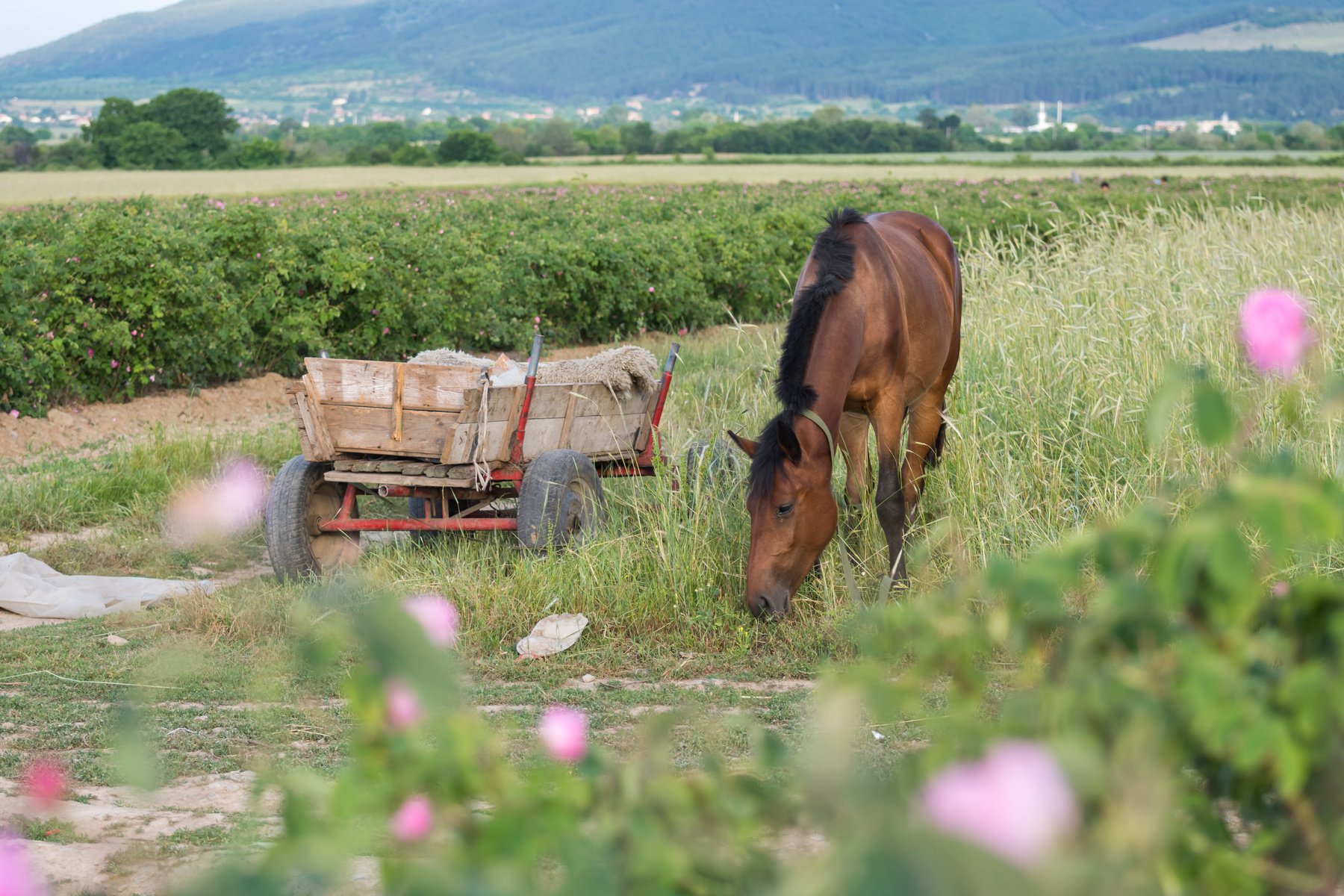 horse cart and tame horse that eats grass near wheat and rose field. Agricultural concept.