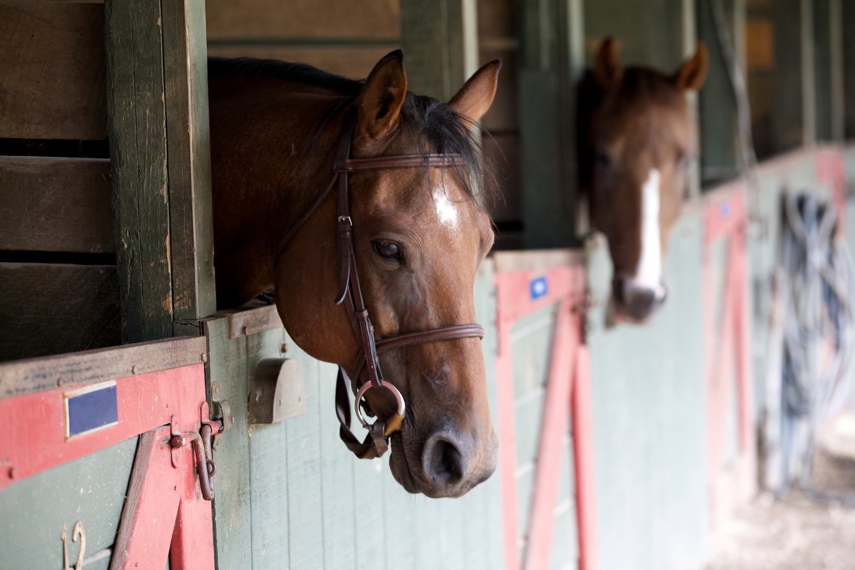 Tacked horse in stall