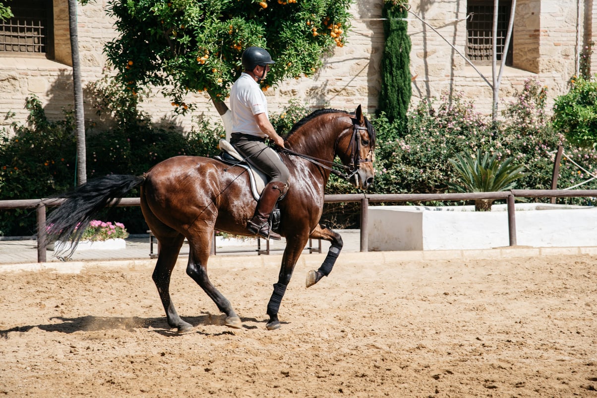 Horse Rider Riding a Brown Andalusian Horse in Historic Royal St